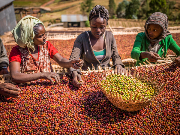 200 גרם פולי קפה אתיופיה WASHED SIDAMO Alata Wondo