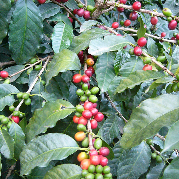 200 גרם פולי קפה גואטמלה Antigua