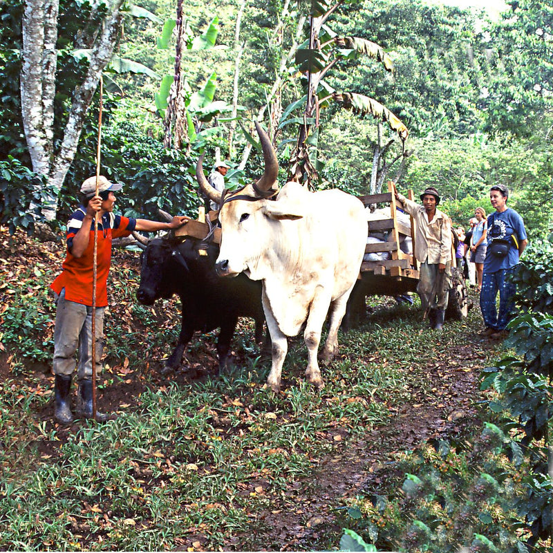 200 גרם פולי קפה ניקרגואה SAN JUAN DEL RIO COCO